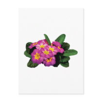 Light Magenta Primroses postcards