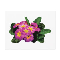 Light Magenta Primroses postcards