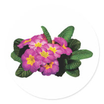 Light Magenta Primroses stickers