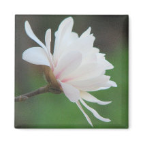 Light Magnolia Centennial Bloom magnets