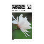 Light Magnolia Centennial  Bloom Postage