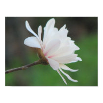 Light  Magnolia Centennial Bloom posters