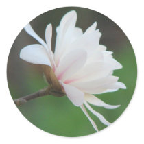 Light Magnolia Centennial Bloom stickers
