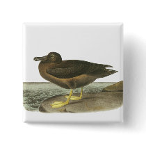 Light-mantled Sooty Albatross, John Audubon Pins