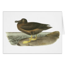 Light-mantled Sooty Albatross, John Audubon Greeting Card