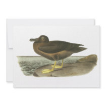 Light-mantled Sooty Albatross, John Audubon Announcements