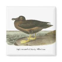 Light-mantled Sooty Albatross, John Audubon Fridge Magnets