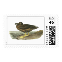 Light-mantled Sooty Albatross, John Audubon Postage Stamps