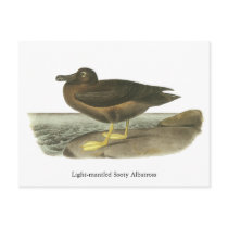 Light-mantled Sooty Albatross, John Audubon Postcard
