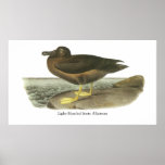 Light-mantled Sooty Albatross, John Audubon posters