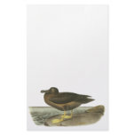 Light-mantled Sooty Albatross, John Audubon Custom Stationery