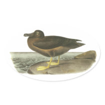 Light-mantled Sooty Albatross, John Audubon Oval Stickers