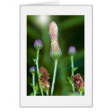 Light of the Prairie cards by sleepingbearzazzle Light of the Prairie cards