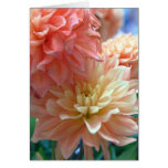 light orange dahlias 2 cards