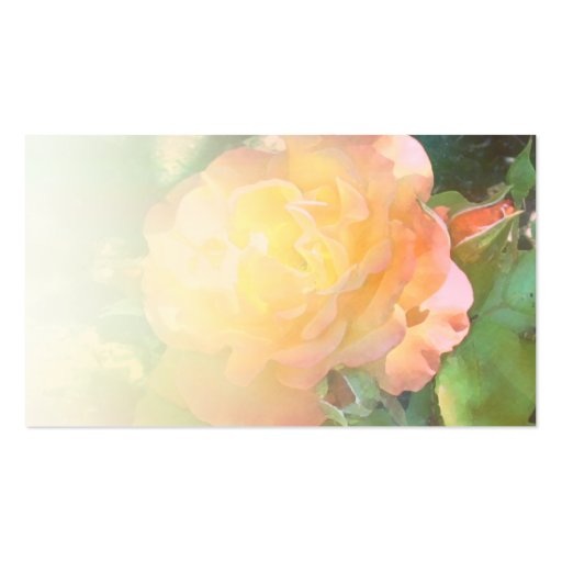 Light Orange Rose Pale Blend Profile Card Business Card Templates (back side)