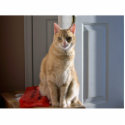 Light orange tabby photo sculptures by Lesleyncv Light orange tabby photo sculptures