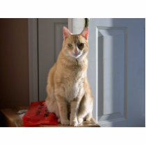 Light orange tabby photo sculptures by Lesleyncv Light orange tabby photo sculptures