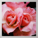 Light Pink Azalea Posters