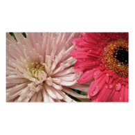 light pink chrysanthemum flower business card