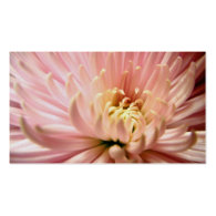 light pink chrysanthemum flower business cards