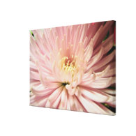 light pink chrysanthemum flower canvas print