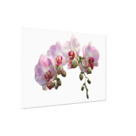 light pink orchid flowers gallery wrapped canvas