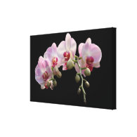 light pink orchid flowers stretched canvas prints