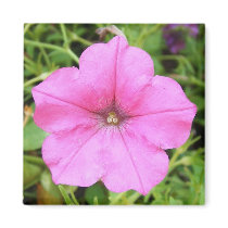 Light Pink Petunia magnets by princessklb07 Light Pink Petunia magnets