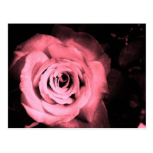 Light Pink - Red Rose Post Cards