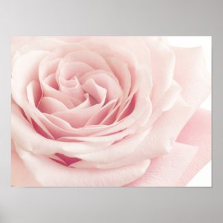 Light Pink Rose Flower - Roses Flowers Floral Poster