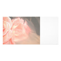 Light pink rose reflection in silver photo cards