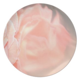 Light pink rose reflection in silver plate