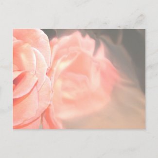 Light pink rose reflection in silver postcard