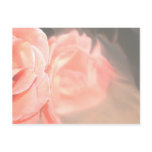 Light pink rose reflection in silver post card