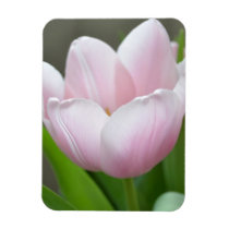 Light Pink Tulip premium magnets