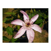 Light Purple Flower posters by princessklb07 Light Purple Flower posters