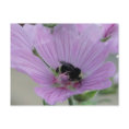 Light Purple Flower With Bee postcard