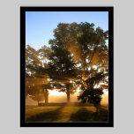 Light Rays 4 posters