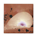 light seashell magnet
