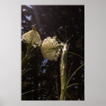Light Shining on Flowers Print
