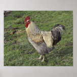 light sussex cross cockerel print