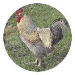 light sussex cross cockerel round stickers