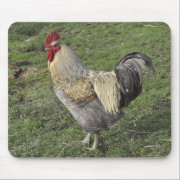 light sussex crossbred rooster mousepad