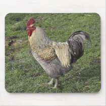 light sussex crossbred rooster mouse pad