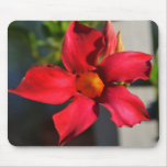Light Within (Mandevilla) Mousepads