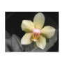 Light Yellow Orchid Postcard