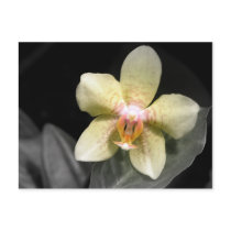 Light Yellow Orchid postcards