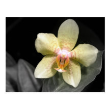 Light Yellow Orchid Postcard