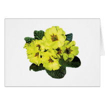 Light Yellow Primroses cards