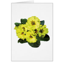 Light Yellow Primroses cards